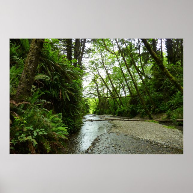 Affiche Fern Canyon II au Parc national de Redwood (Devant)