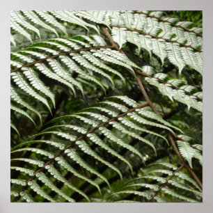 Affiche Fern Fronds II Dark Green Nature