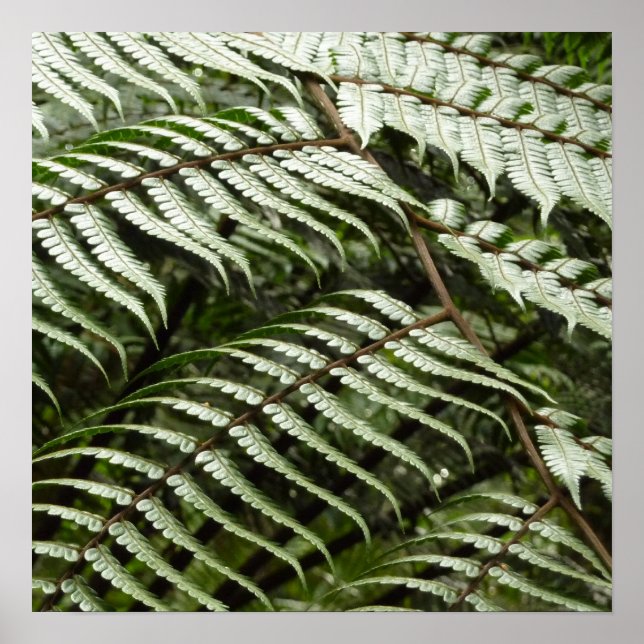 Affiche Fern Fronds II Dark Green Nature (Devant)