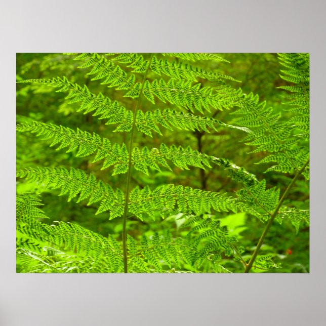 Affiche Fern Fronds III Nature verte Botanique (Devant)
