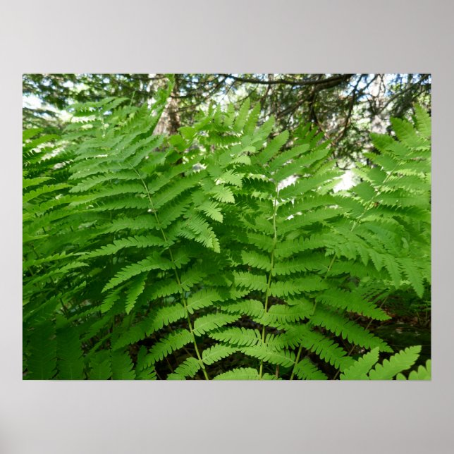 Affiche Fern Fronds IV Nature verte Botanique (Devant)