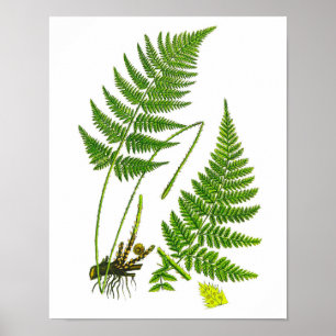 Affiche Fern No 10 Home Decor Print