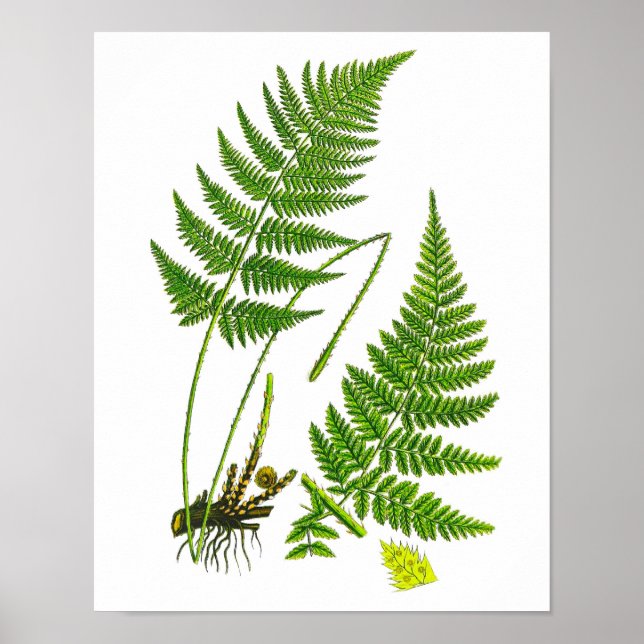 Affiche Fern No 10 Home Decor Print (Devant)