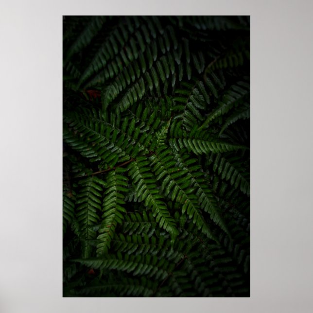 Affiche Fern plante (Devant)