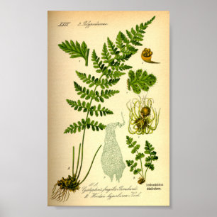 Affiche Ferne à vessie (Cystopteris fragilis)