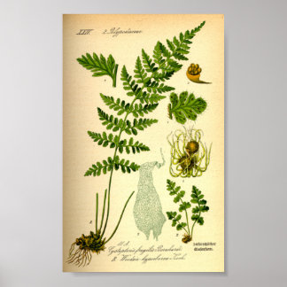 Affiche Ferne à vessie (Cystopteris fragilis)
