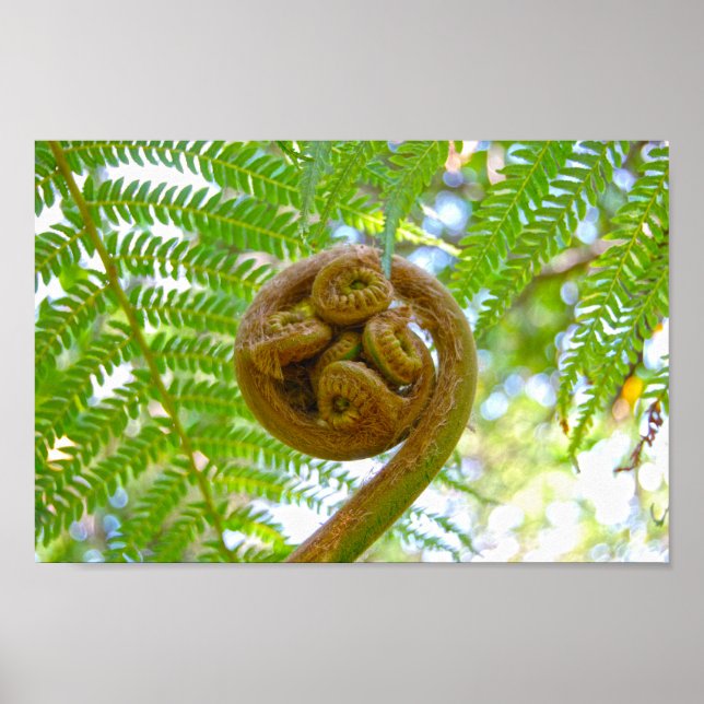 Affiche Ferne d'arbre hawaïen frond se déchaîner (Devant)