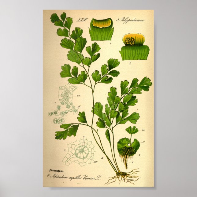 Affiche Ferne S. Maidenhair (Adiantum capillus-veneris) (Devant)
