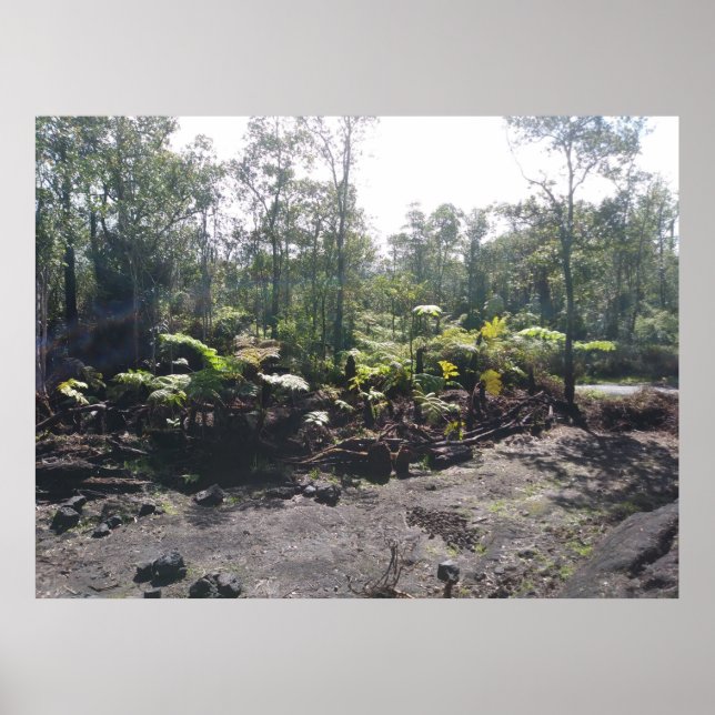 AFFICHE FERNES HAWAIIAN HAPUU (Devant)