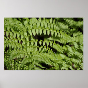 Affiche Ferns