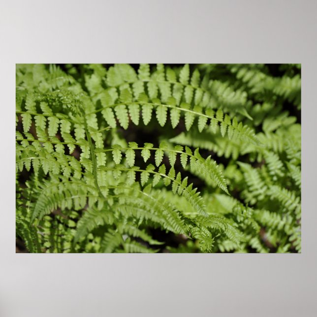 Affiche Ferns (Devant)
