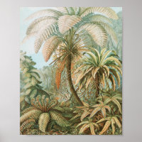 Ferns, Filicinae Laubfarne par Ernst Haeckel