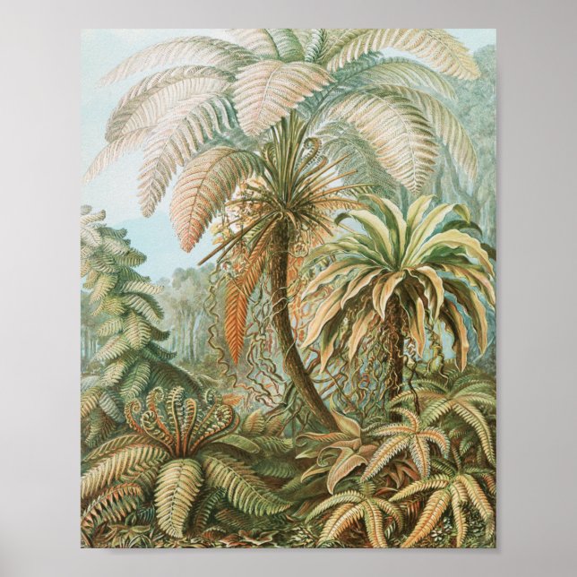 Affiche Ferns, Filicinae Laubfarne par Ernst Haeckel (Devant)