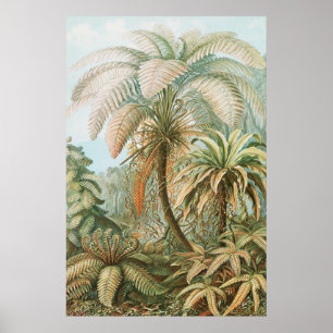 Affiche Ferns, Filicinae Laubfarne par Ernst Haeckel