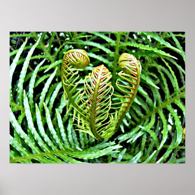 Affiche Ferns Unfurling (Devant)
