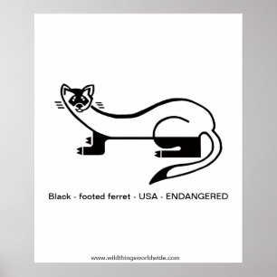 Affiche FERRET à pieds noirs - Animaux en voie de disparit
