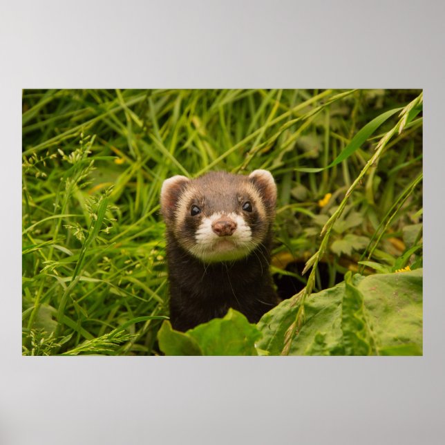 Affiche Ferret Brown dans l'herbe (Devant)