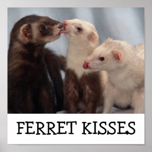 Affiche Ferret Kisses