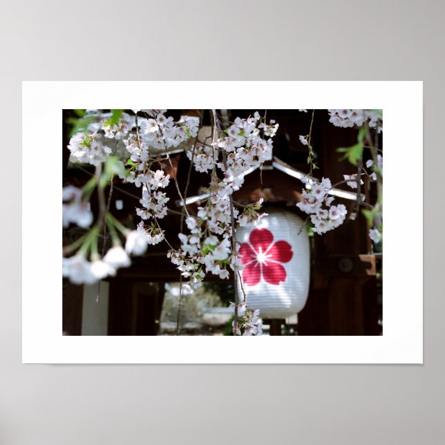 Affiche Festival des fleurs de cerisier : Kyoto (Devant)