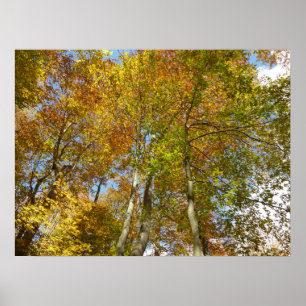 Affiche Feuillage Coloré de l'Automne III en regardant ver