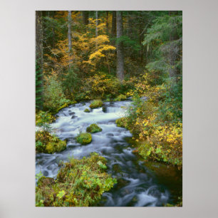 Affiche Feuillage d'automne et bordure de sapin de Douglas