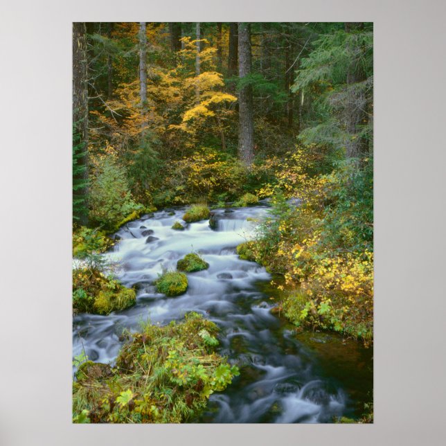 Affiche Feuillage d'automne et bordure de sapin de Douglas (Devant)