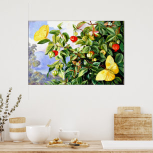 Affiche Feuillage, Fleurs et Fruits de Pitanga, Jamaïque