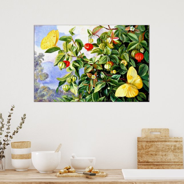 Affiche Feuillage, Fleurs et Fruits de Pitanga, Jamaïque (Cuisine)