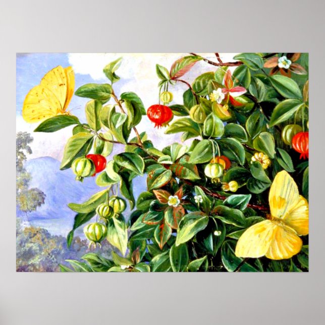 Affiche Feuillage, fleurs et fruits du Pitanga - Jamaïque (Devant)