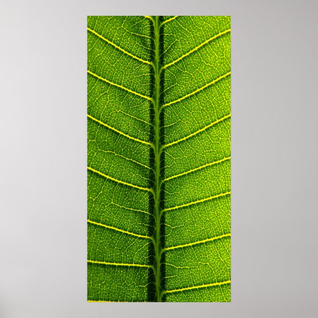 Affiche feuille (Devant)
