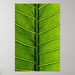 Affiche feuille
