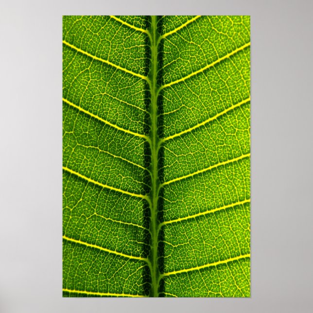 Affiche feuille (Devant)