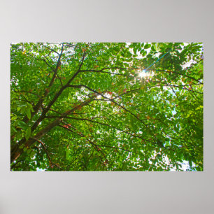 Affiche Feuille
