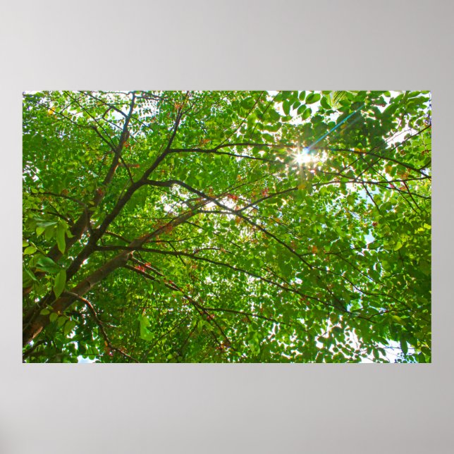 Affiche Feuille (Devant)