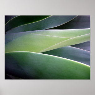 Affiche Feuille d'agave