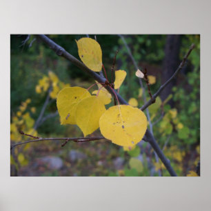 Affiche Feuille d'Aspen