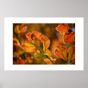 Affiche Feuille d'automne