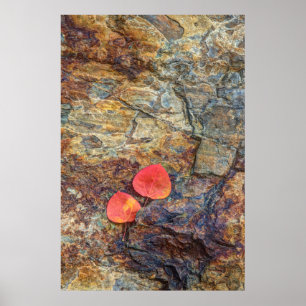 Affiche Feuille d'automne sur rocher, Californie