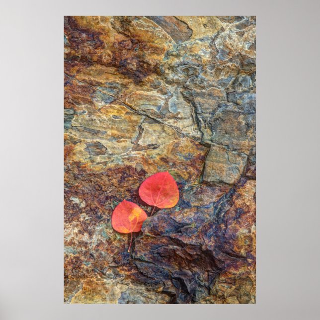 Affiche Feuille d'automne sur rocher, Californie (Devant)