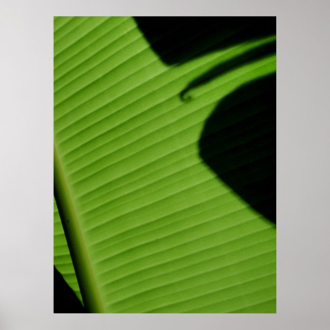Affiche Feuille de banane hawaïenne (Devant)