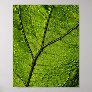 Affiche Feuille de beurre verte