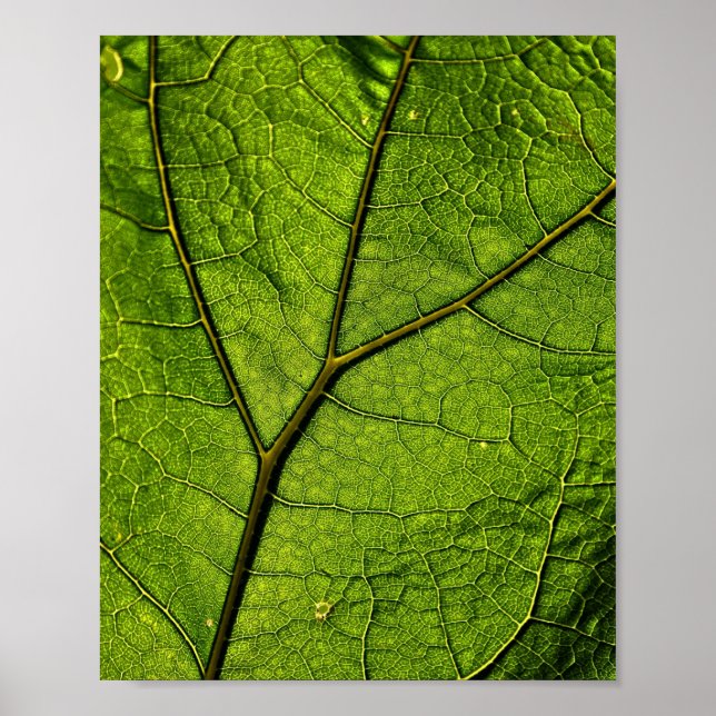 Affiche Feuille de beurre verte (Devant)