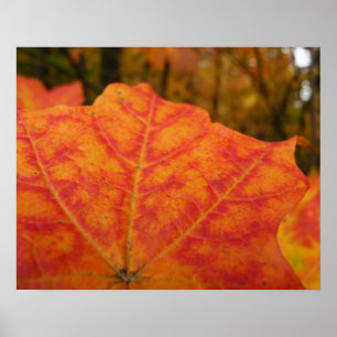 Affiche Feuille de érable abstrait orange et rouge Automne