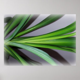 Affiche feuille de ficus