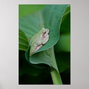 Affiche Feuille de Hosta verte et grenouille