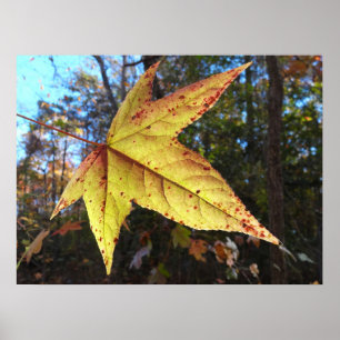 Affiche Feuille de Liquidambar Glowing dans la Forêt