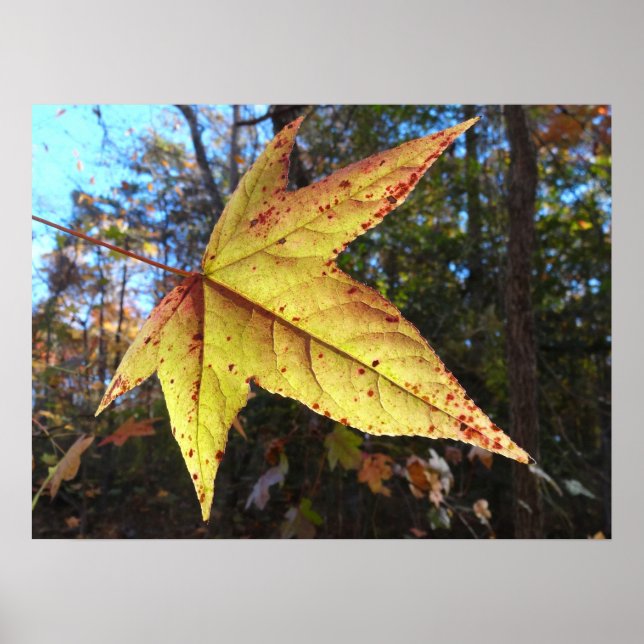 Affiche Feuille de Liquidambar Glowing dans la Forêt (Devant)