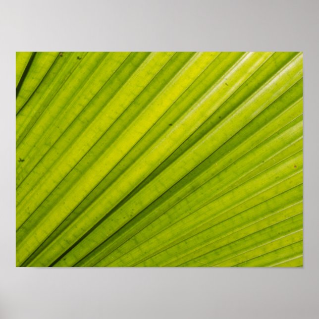 Affiche Feuille de palme (Devant)