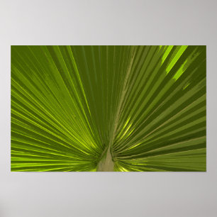 Affiche Feuille de palmier tropical vert