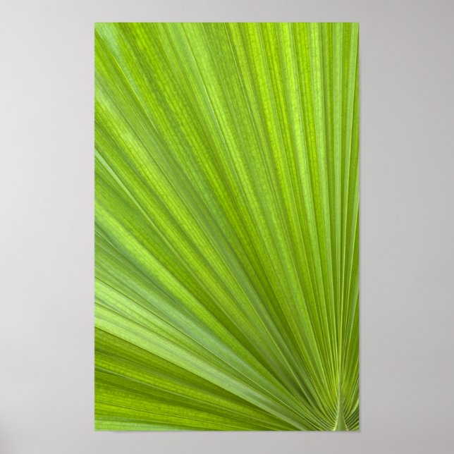 Affiche Feuille de palmier tropical vert abstrait (Devant)